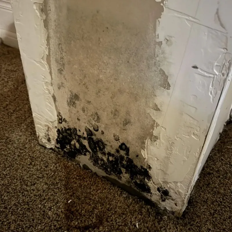 Professional Mold Removal in Larimer County, CO